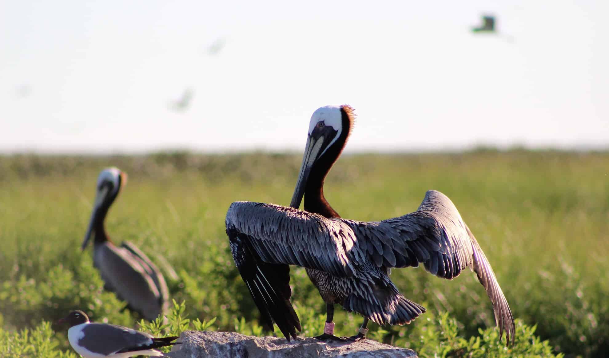 Pelicans beginning to spread their wings