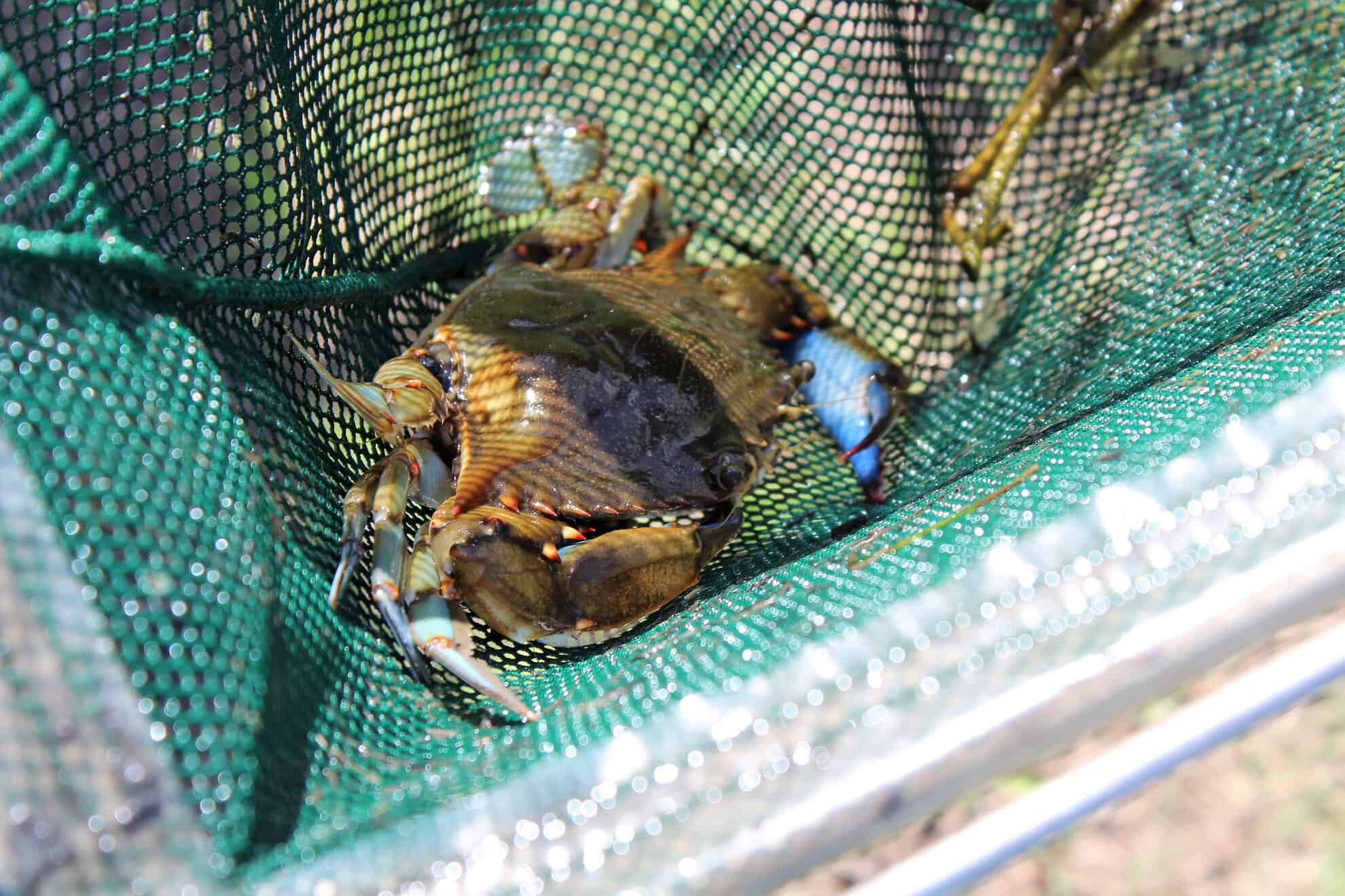 Closeup of a crab