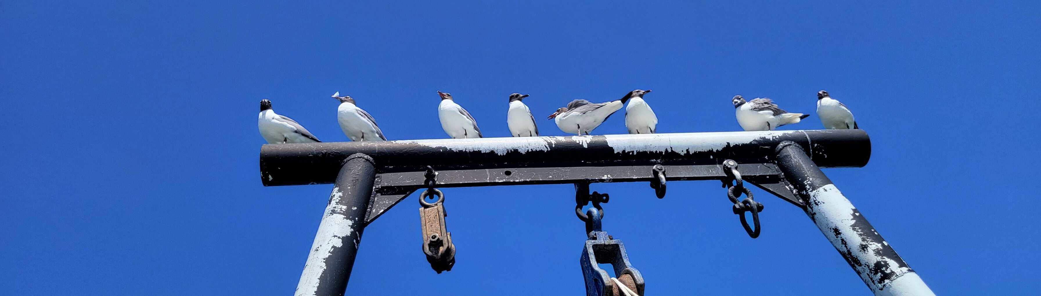 Several birds sitting idle on a metal structure