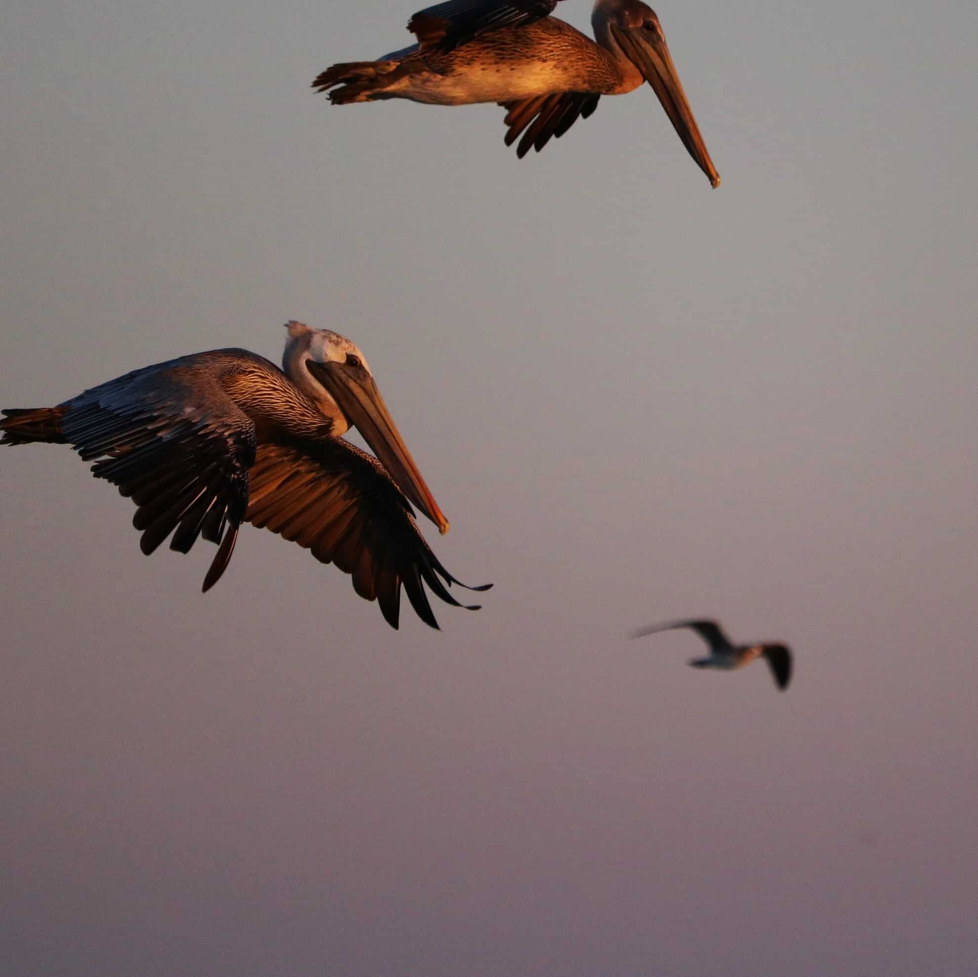 Pelican's flying