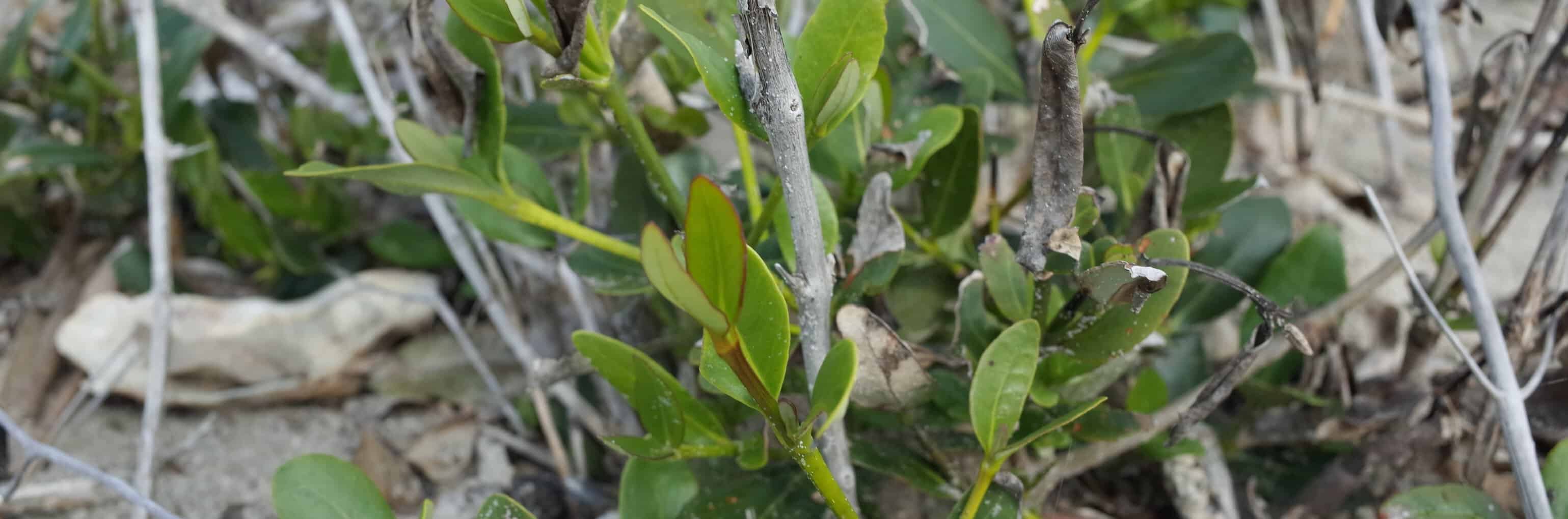 Coastal vegetation