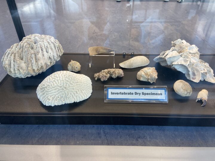 Different invertebrate dry specimens collected on a table