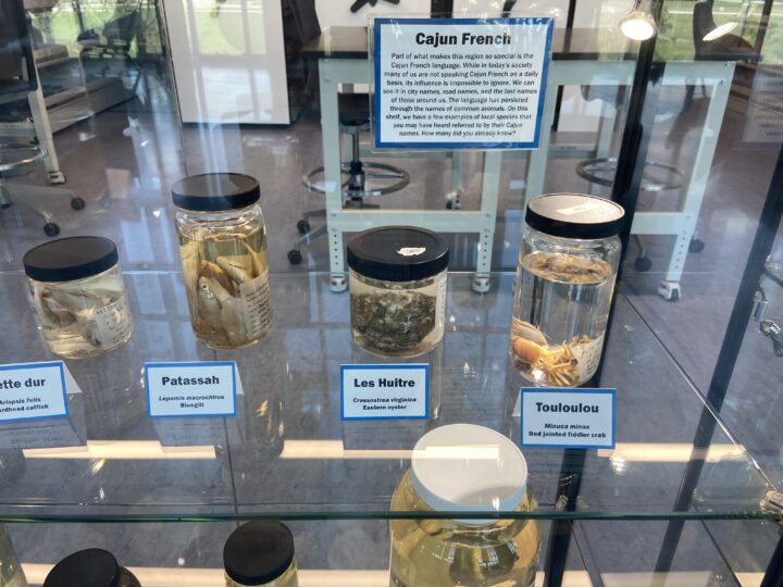More lab jars filled with specimens