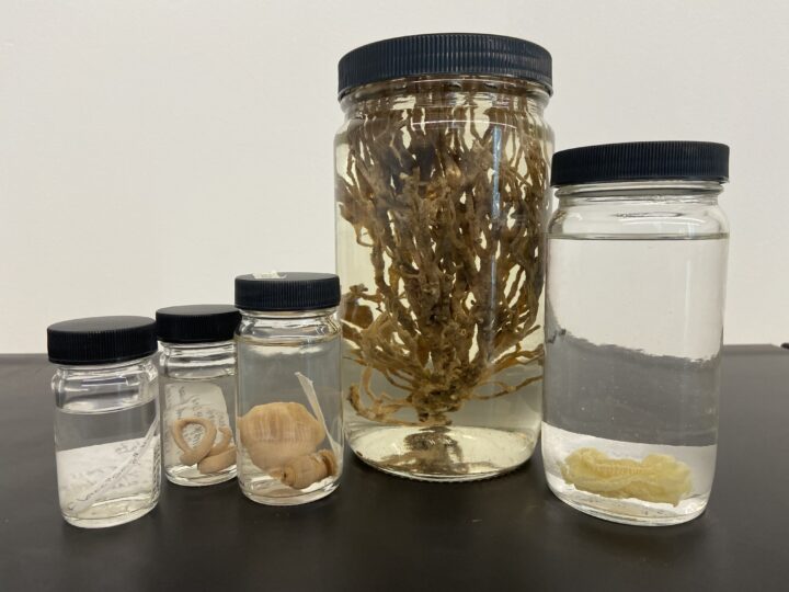 A handful of lab jars on a table