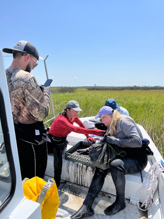Photo show four people in a boat. A saltmarsh is in the background. One person is taking a photo with a cell phone. Two others are looking through mud that has collected on a tray. they are all wearing wetsuits.