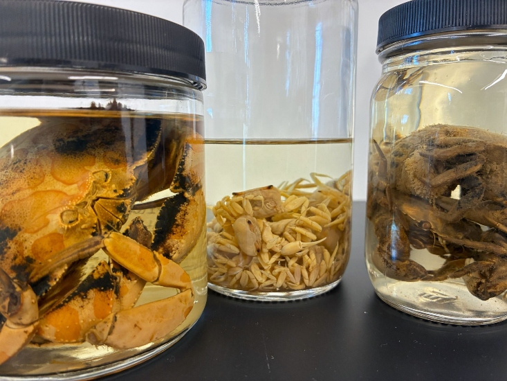 Photo shows three jars of perserved animal specimens. All three appeard to be different species of crab.