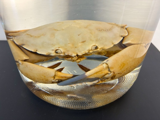 Photo shows one jar with a preserved stone crab in it sitting on a table.
