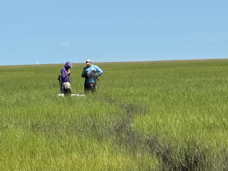 Two researchers stand in a coastal marsh surrounded by tall green grass, checking field equipment while collecting data.