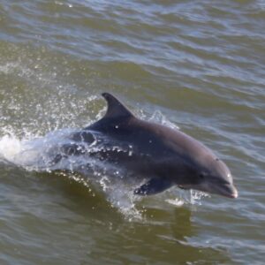 Dolphin jumping out of the water in a marine environment.