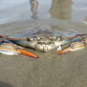 Crab on the sandy beach with water reflecting above it.