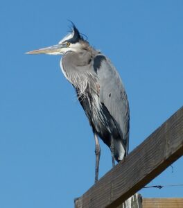 Heron perched on a wooden beam against a clear blue sky.