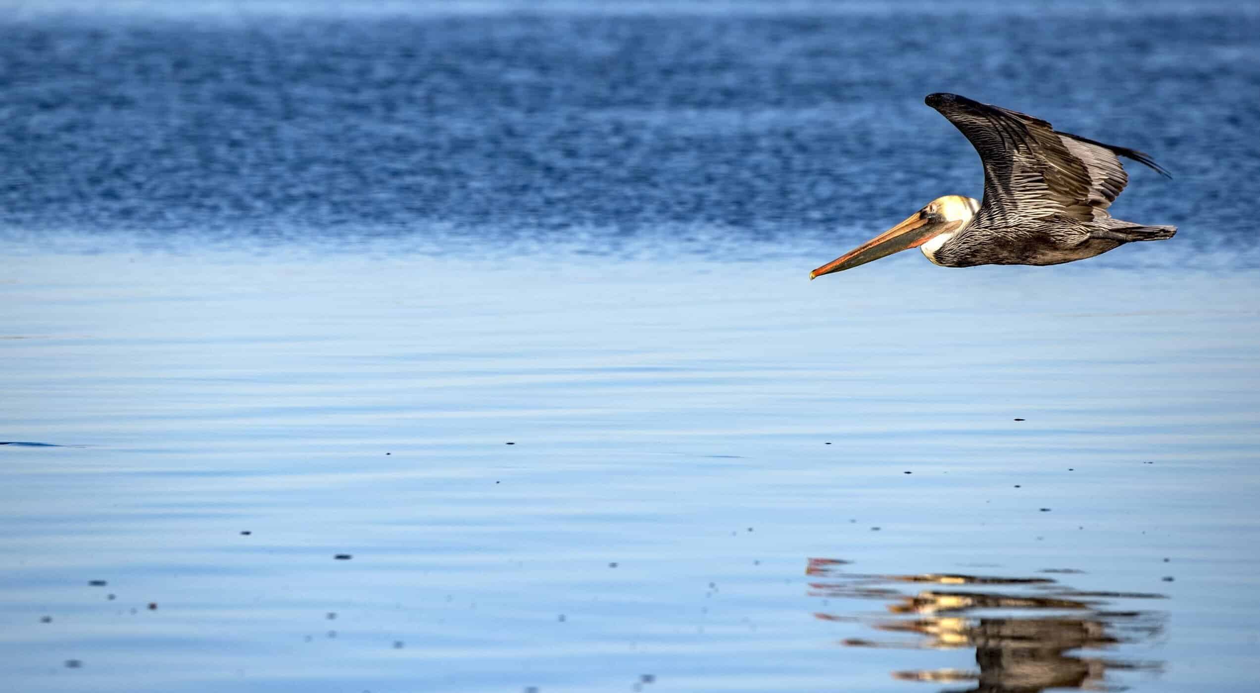 Pelican flying over water