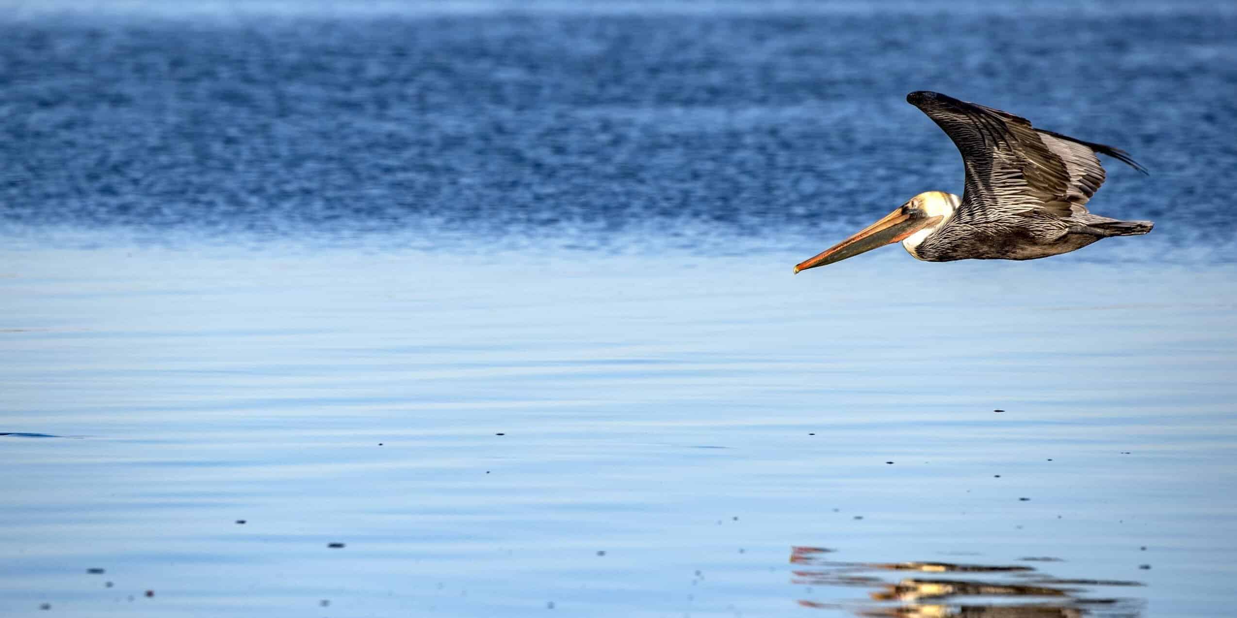 Pelican flying over water