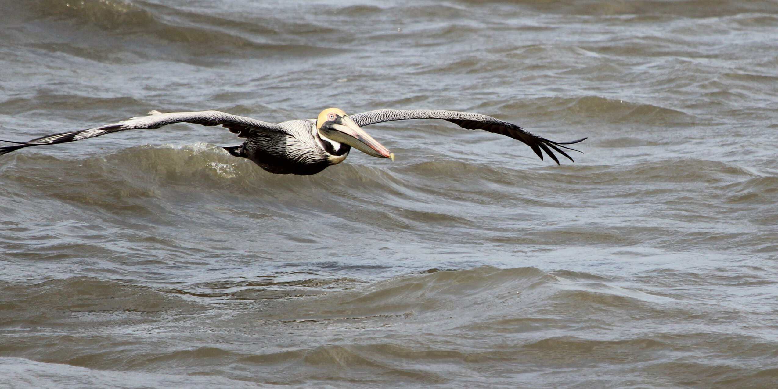 Pelican in flight over ocean waves, wings spread wide, hunting for fish.